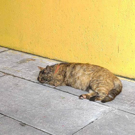 桑梓