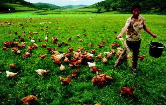 区块链加速产业革命，打造畜禽养殖业发展新途径
