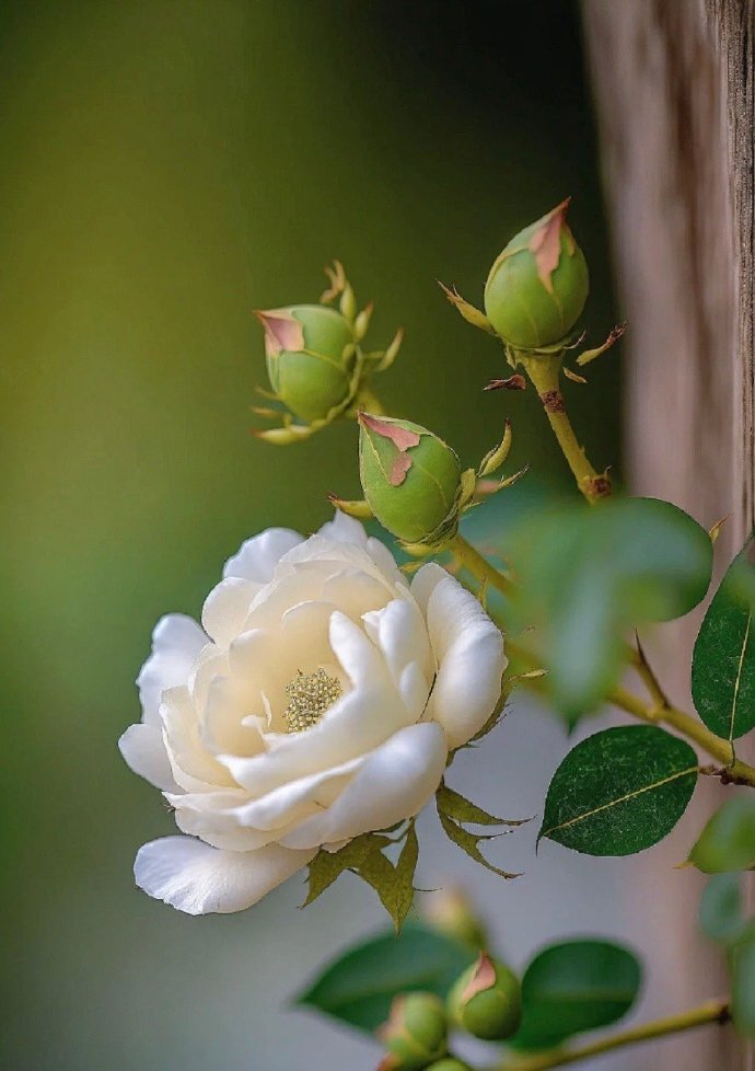 多智能体系统设计:5种编排模式解决复杂AI任务