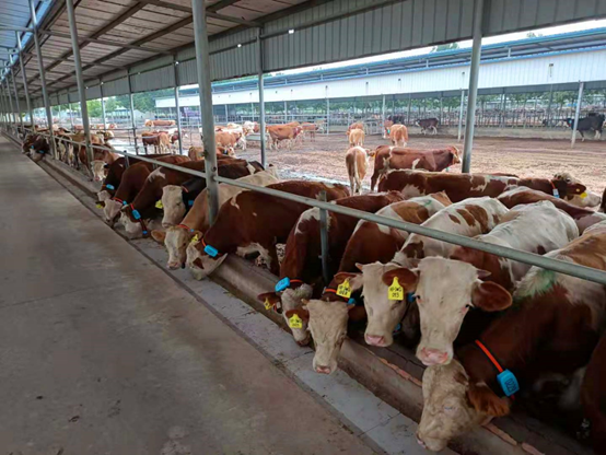 做大做强肉牛产业，生物资产解决方案助力乡村振兴