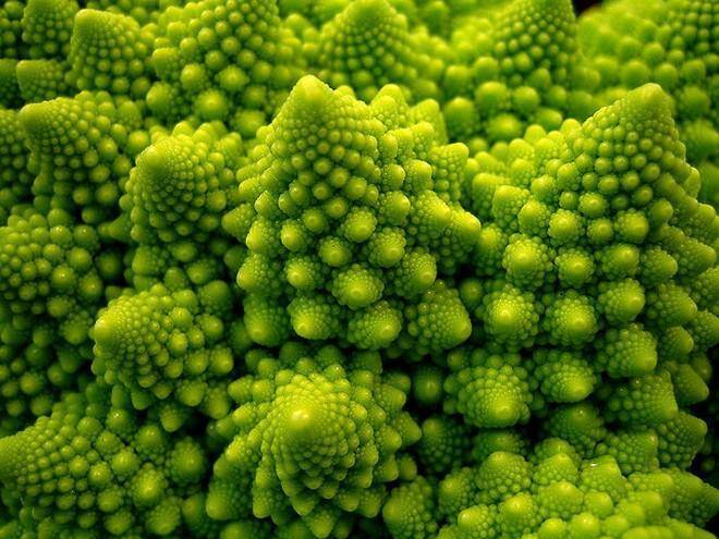 自然界中的分形:罗马花椰菜